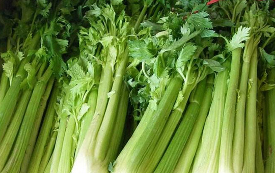 白芹菜种植方法相关图片