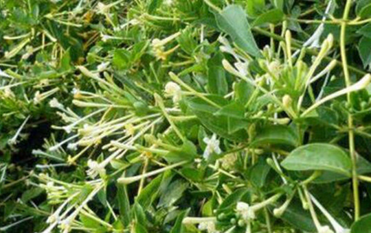 金银花老桩土壤准备