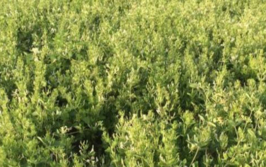 金银花老桩种植方式