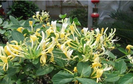 金银花老桩病虫害防治