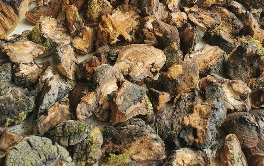 桑黄培养料处理