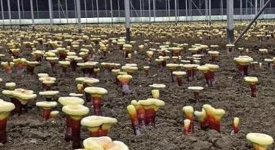 灵芝菌袋埋土