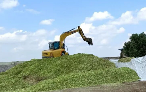 瓦店镇肉牛养殖场景