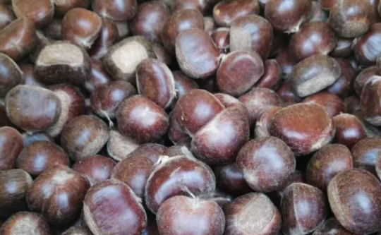 板栗筛选