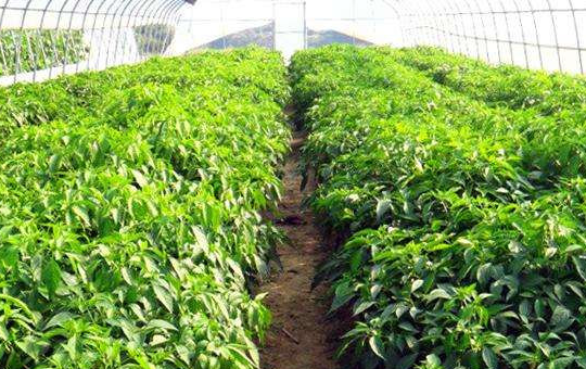 Localized image from t5.picb.cc