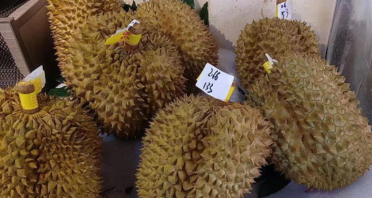 自然放置催熟的榴莲