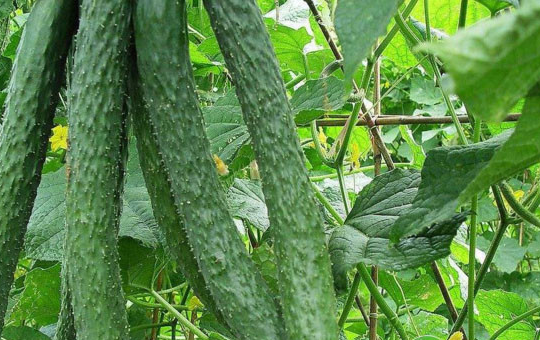 Localized image from t5.picb.cc