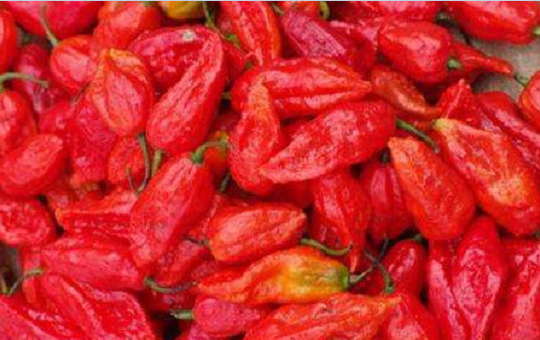 辣椒生长相关