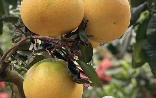 Localized image from t5.picb.cc