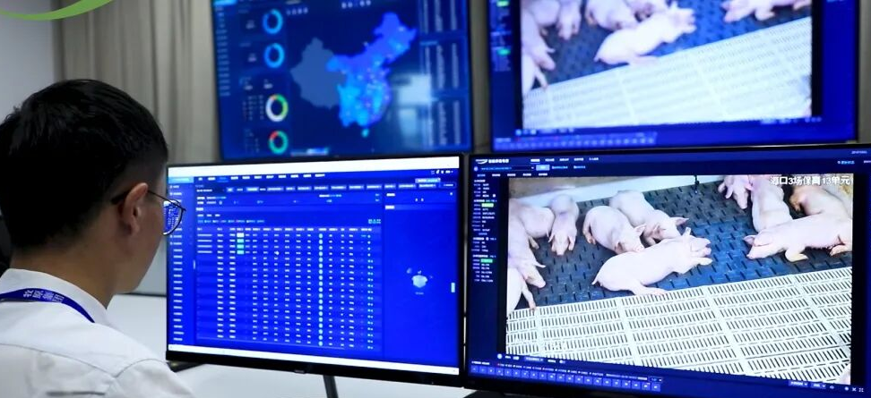 PlanPulse Patch团队方案