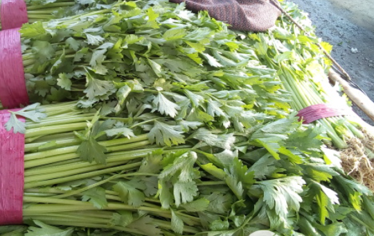 西芹高产“脆嫩”秘籍