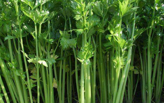 西芹高产“脆嫩”秘籍