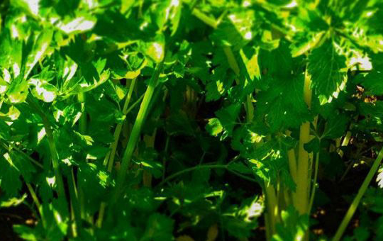 西芹高产“脆嫩”秘籍