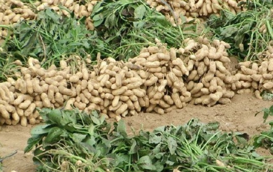 花生种植相关图片