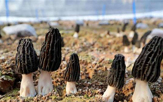 羊肚菌生长湿度