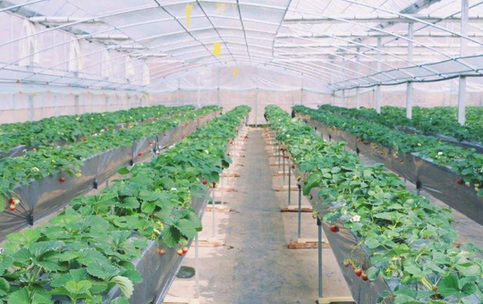 品种及母株相关图片