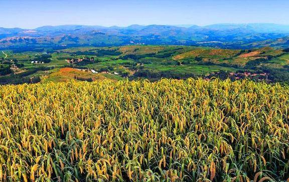 潍坊：让“老味道”长出“新产值” ——11项省级农业遗产背后的保护与赚钱辩证法