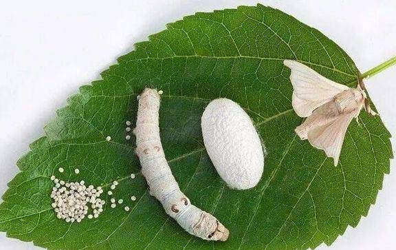 潍坊：让“老味道”长出“新产值” ——11项省级农业遗产背后的保护与赚钱辩证法