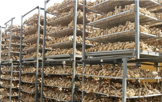 几月份种生姜最合适?春季与秋季种植技巧全解析