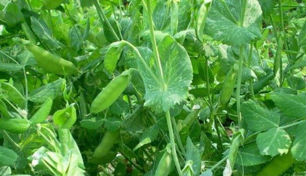 荷兰豆种植季节及栽培技巧详解