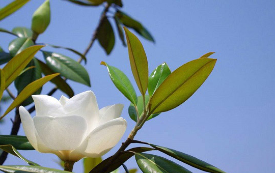 玉兰树最佳种植时间及栽培技巧详解