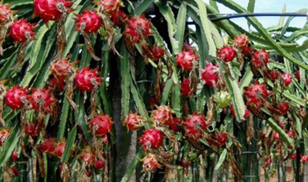 三月的风里,种下“外星果”——火龙果春季定植全纪录