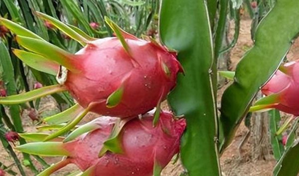 三月的风里,种下“外星果”——火龙果春季定植全纪录