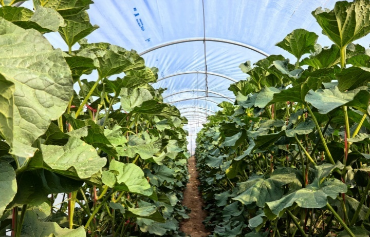 高台县蔬菜产业