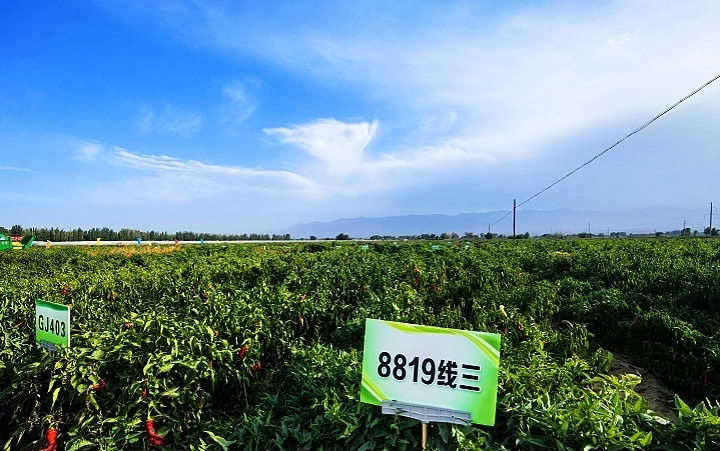 高台县辣椒产业