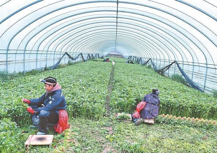 特色培育也打开了产业多元化的道路。青林乡中庄村引进金耳菌种植项目,不仅拓宽了冷凉产业的边界,还带动了周边村庄的脱贫户就业。公司负责人沈玉兰表示,明年计划扩种,以成本价给三个村村民供菌棒,统一收购销售,让更多人参与。