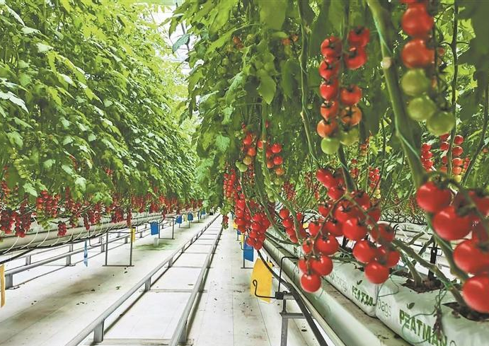 特色培育也打开了产业多元化的道路。青林乡中庄村引进金耳菌种植项目,不仅拓宽了冷凉产业的边界,还带动了周边村庄的脱贫户就业。公司负责人沈玉兰表示,明年计划扩种,以成本价给三个村村民供菌棒,统一收购销售,让更多人参与。