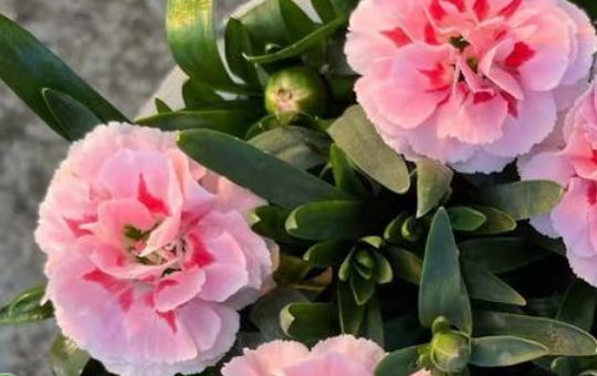 康乃馨种植土壤