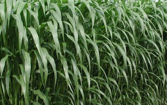 高丹草生长场景