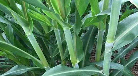 高丹草种植场景