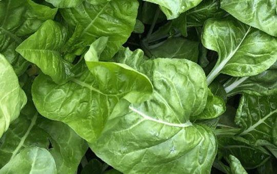 牛皮菜种子处理