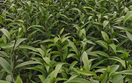 适合种植百合的土地