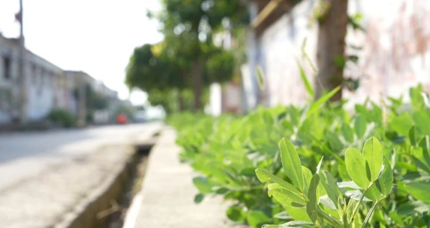 茌平区贾寨镇村庄新貌