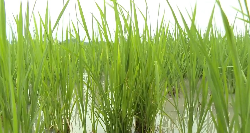 惠安县智能育秧设备