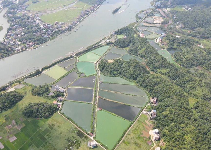 鱼苗养殖基地鱼塘