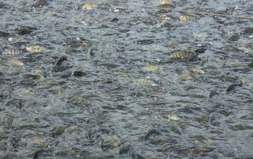 养殖场工作人员工作场景