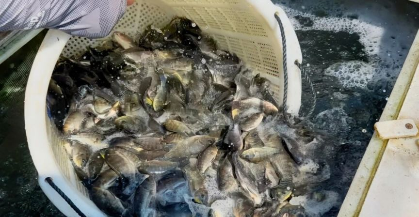 村民在养殖场工作