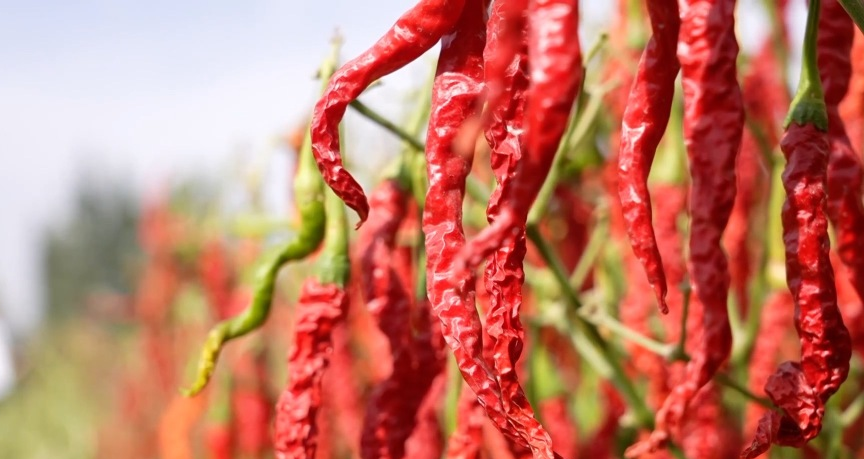 湖北鄂州大闸蟹