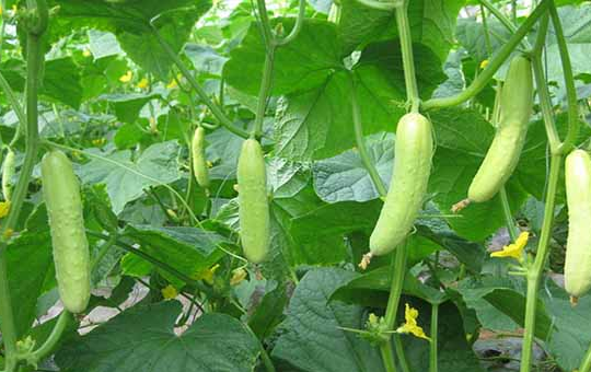 黄瓜土壤图片
