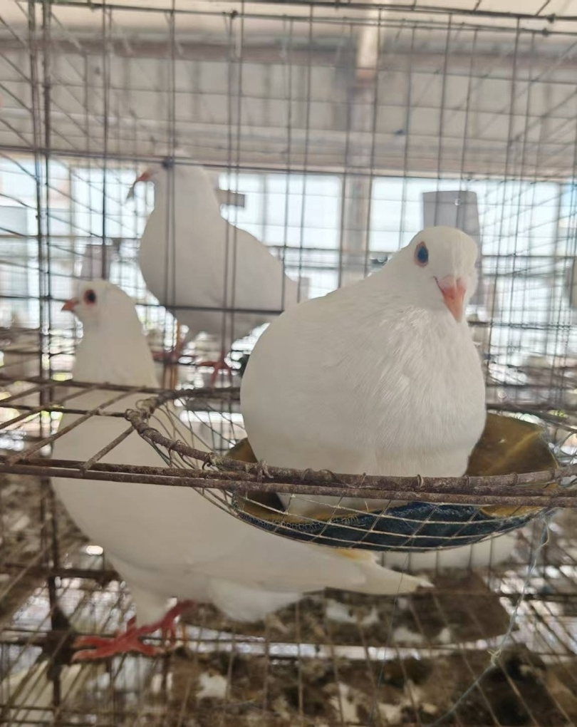 科研团队工作场景