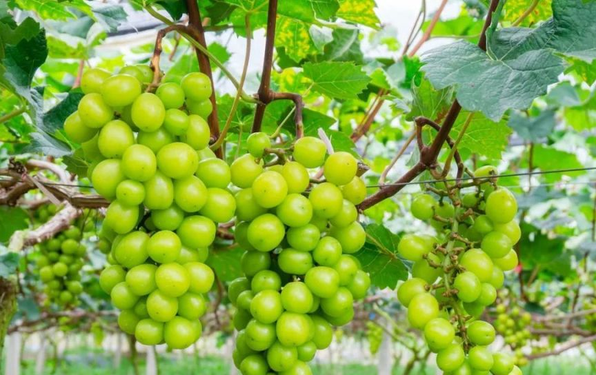 不同品种葡萄