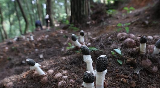 红托竹荪产业相关图片