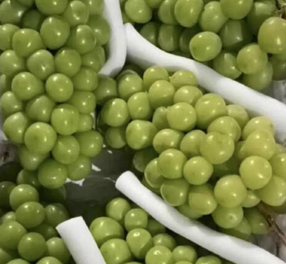 阳光玫瑰葡萄种植