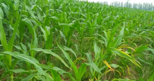 北方玉米种植