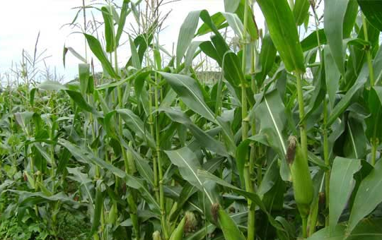 玉米品种