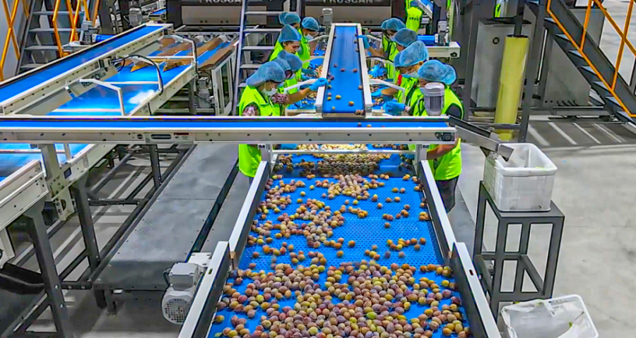 喀什林果产业场景